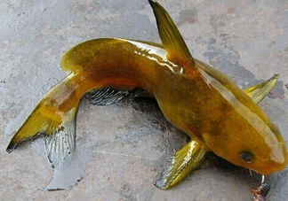 黃刺魚多少錢一斤？野生黃刺魚多少錢一斤