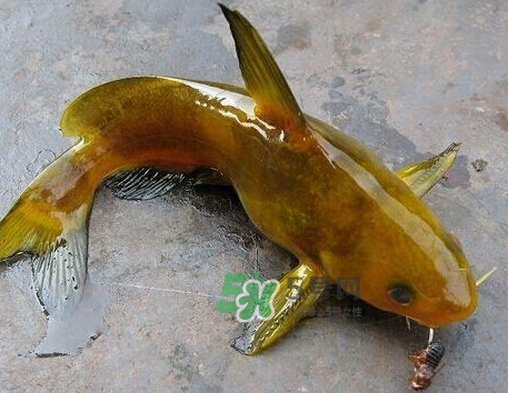 黃刺魚幾月份最好釣？黃刺魚怎么釣