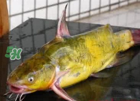黃刺魚(yú)什么天氣好釣？黃刺魚(yú)釣魚(yú)最佳時(shí)間