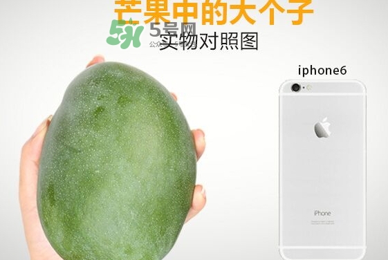 凱特芒果多少錢一斤？凱特芒果價(jià)格