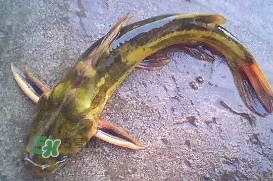 黃蜂魚有毒嗎？黃蜂魚怎么去毒