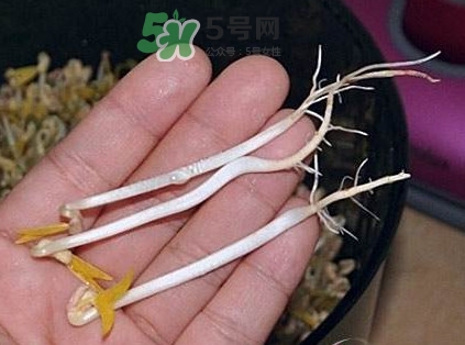 豆芽有根好還是無(wú)根好？無(wú)根豆芽與有根豆芽區(qū)別