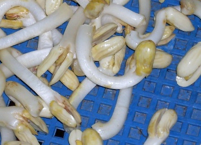 花生芽多少錢一斤？花生芽苦味有毒嗎？