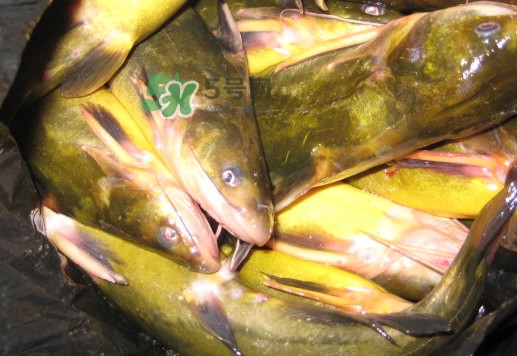 黃蜂魚有毒嗎？黃蜂魚怎么去毒
