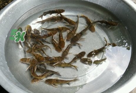 黃蜂魚怎么做好吃？黃蜂魚怎么釣