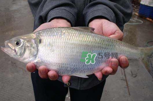 鰣魚(yú)什么時(shí)候最好吃？長(zhǎng)江鰣魚(yú)什么上市