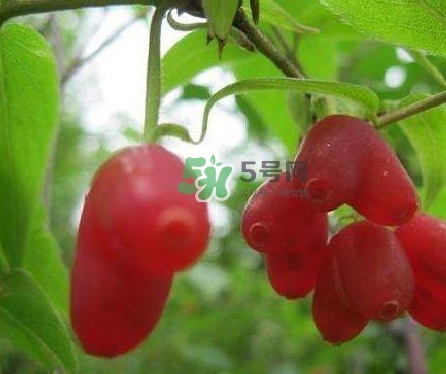 杈杷果能放時(shí)間長嗎？杈杷果怎么保存？