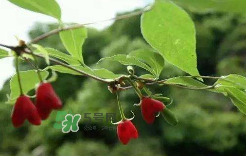 杈杷果怎么吃？杈杷果食用方法