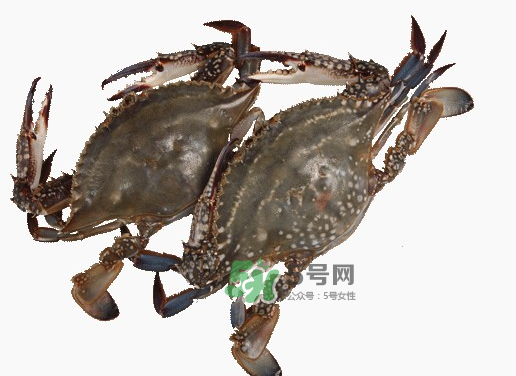 梭子蟹一只大概多重？梭子蟹一斤一般幾只？