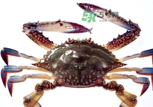 梭子蟹一只大概多重？梭子蟹一斤一般幾只？