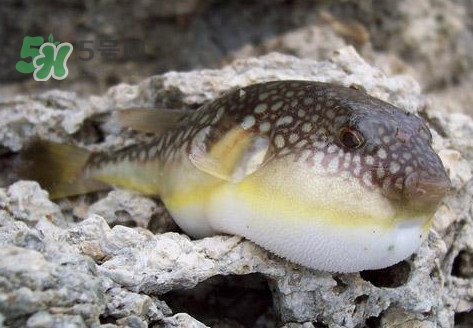 河鲀是淡水魚嗎？河鲀是哺乳動物嗎