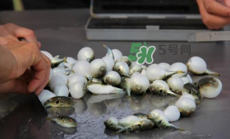 河豚能吃嗎？河豚可以吃嗎