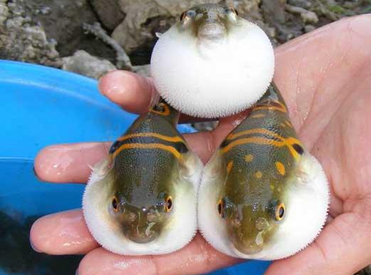 河豚魚怎么吃？河豚魚怎么去毒
