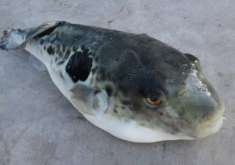 河豚魚怎么吃？河豚魚怎么去毒