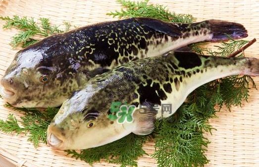 河豚魚(yú)是海鮮嗎？河豚魚(yú)是淡水魚(yú)嗎