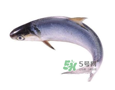 鰣魚怎么讀？鰣魚是什么魚