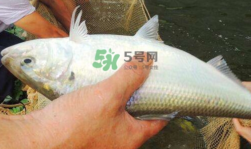 鰣魚的魚鱗能吃嗎？鰣魚為什么不去魚鱗