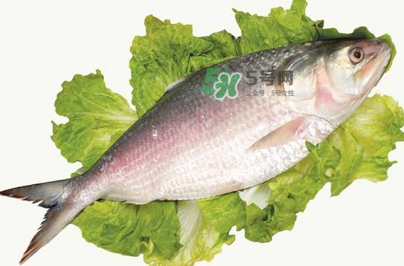 鰣魚孕婦能吃嗎？孕婦可以吃鰣魚嗎