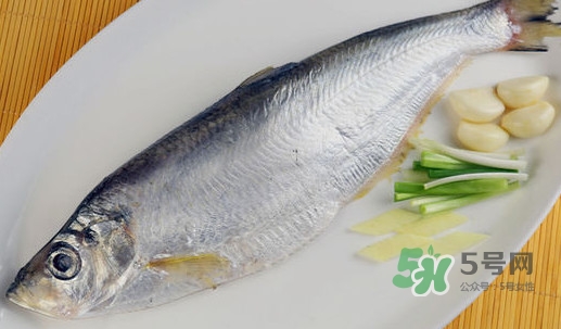 鰣魚和響魚是兩種魚嗎？鰣魚和鯽魚的區(qū)別
