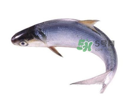 鰣魚(yú)什么時(shí)候最好吃？長(zhǎng)江鰣魚(yú)什么上市