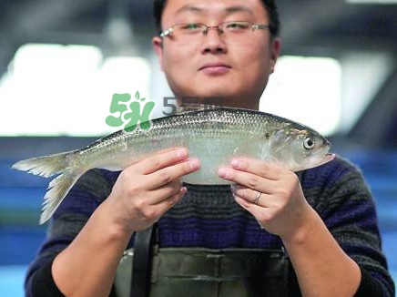 鰣魚與香魚怎么區(qū)分？鰣魚與香魚的區(qū)別