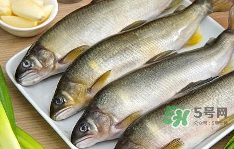 鰣魚與香魚怎么區(qū)分？鰣魚與香魚的區(qū)別