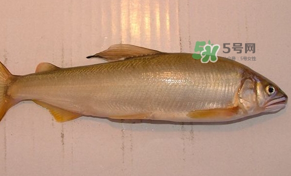 鰣魚與香魚怎么區(qū)分？鰣魚與香魚的區(qū)別