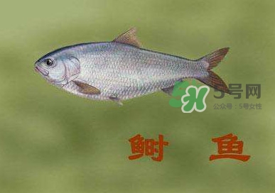 鰣魚和響魚是兩種魚嗎？鰣魚和鯽魚的區(qū)別