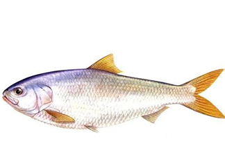 鰣魚刺多嗎？鰣魚可以養(yǎng)殖嗎