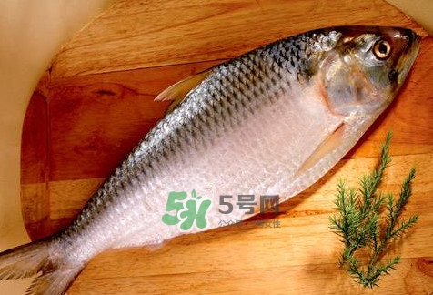 鰣魚怎么做好吃？鰣魚怎么處理