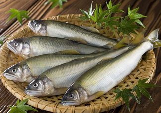 鰣魚與香魚怎么區(qū)分？鰣魚與香魚的區(qū)別