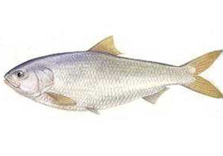 鰣魚和響魚是兩種魚嗎？鰣魚和鯽魚的區(qū)別