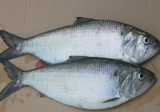 鰣魚什么時(shí)候最好吃？長(zhǎng)江鰣魚什么上市