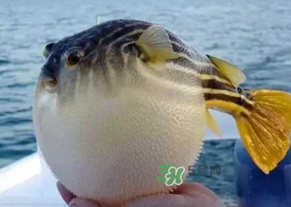 河豚魚(yú)是海鮮嗎？河豚魚(yú)是淡水魚(yú)嗎