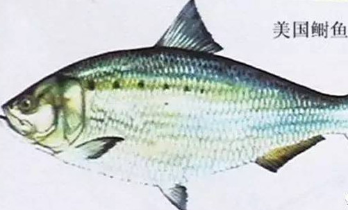 為什么吃清蒸海鰣魚都是半條？鰣魚有什么營(yíng)養(yǎng)價(jià)值