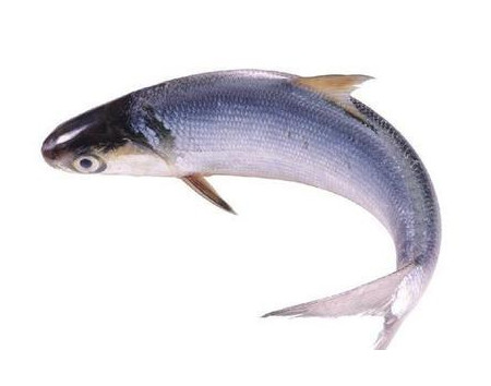為什么吃清蒸海鰣魚都是半條？鰣魚有什么營(yíng)養(yǎng)價(jià)值