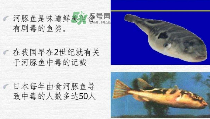 河豚中毒會產(chǎn)生幻覺嗎？河豚中毒多久發(fā)作