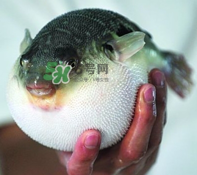 鰣魚和刀魚哪個(gè)貴？長(zhǎng)江三鮮哪個(gè)最貴