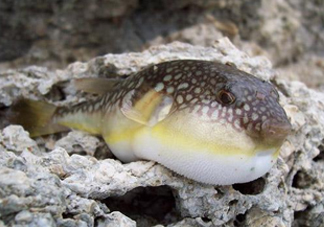 河鲀是淡水魚(yú)嗎？河鲀是哺乳動(dòng)物嗎