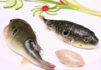 河豚中毒會(huì)產(chǎn)生幻覺嗎？河豚中毒多久發(fā)作