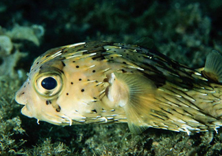 河豚魚是發(fā)物嗎？河豚魚為什么有毒