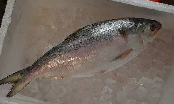 為什么吃清蒸海鰣魚都是半條？鰣魚有什么營(yíng)養(yǎng)價(jià)值