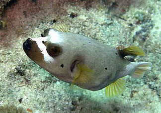 河豚魚是海鮮嗎？河豚魚是淡水魚嗎