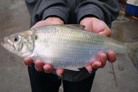 鰣魚是海魚還是淡水魚？鰣魚是發(fā)物嗎