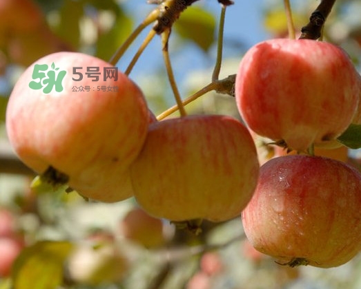海棠果能直接吃嗎？海棠果可以吃嗎