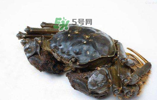 大閘蟹能活多久？大閘蟹可以活多久？