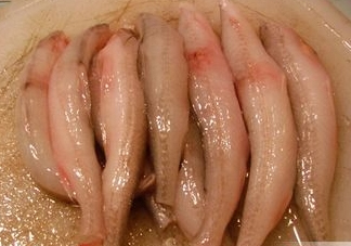 龍頭魚(yú)有刺嗎？龍頭魚(yú)有魚(yú)鱗嗎