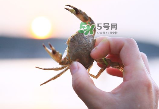海螃蟹能冷凍保存嗎？海螃蟹放冰箱冷凍嗎？