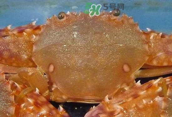 ?花蟹可以放冰箱嗎？花蟹怎么保存才新鮮？