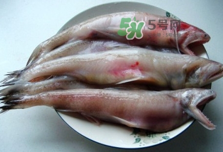 龍頭魚是什么魚？龍頭魚多少錢一斤？